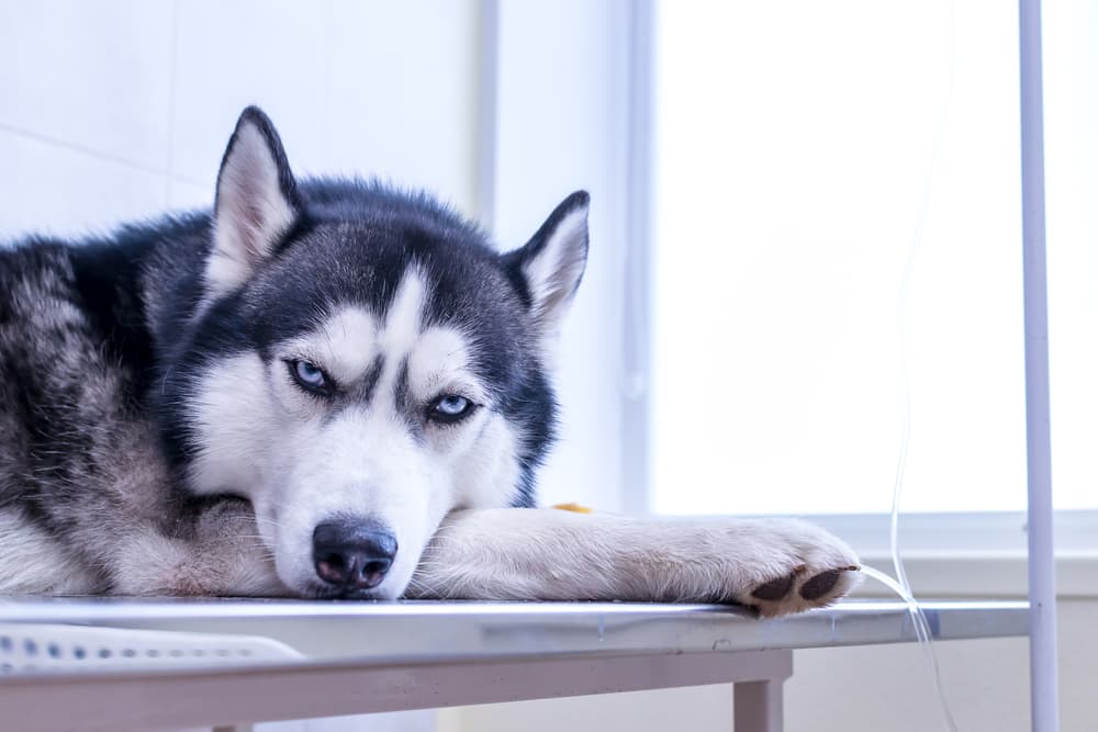 Dog being treated for pancreatitis