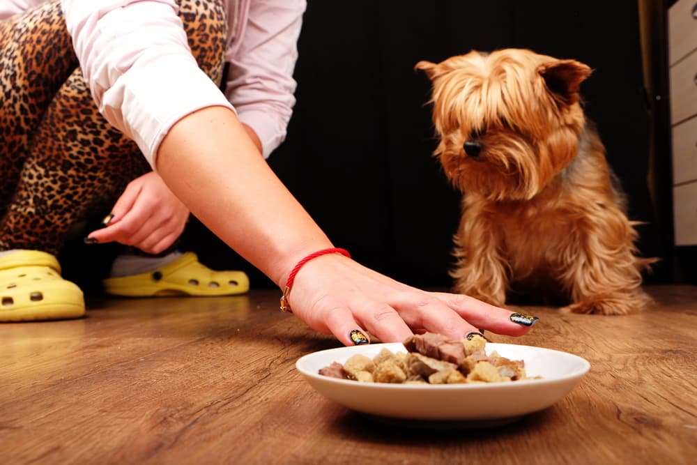 Dog won't eat food