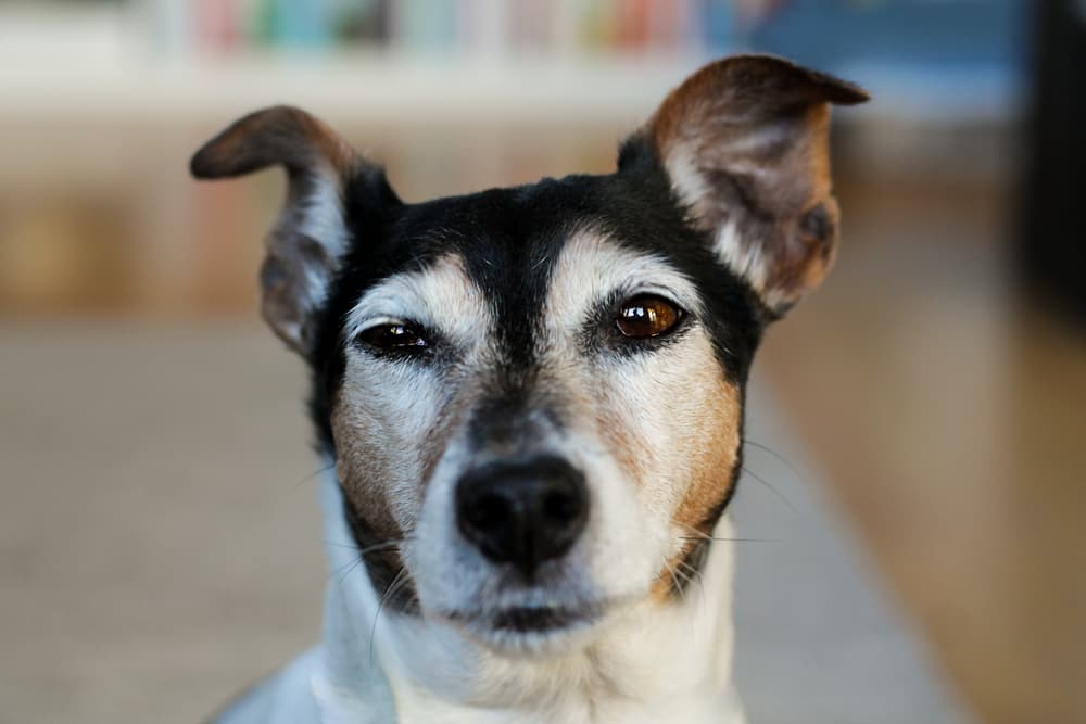 causes of seizures in dogs