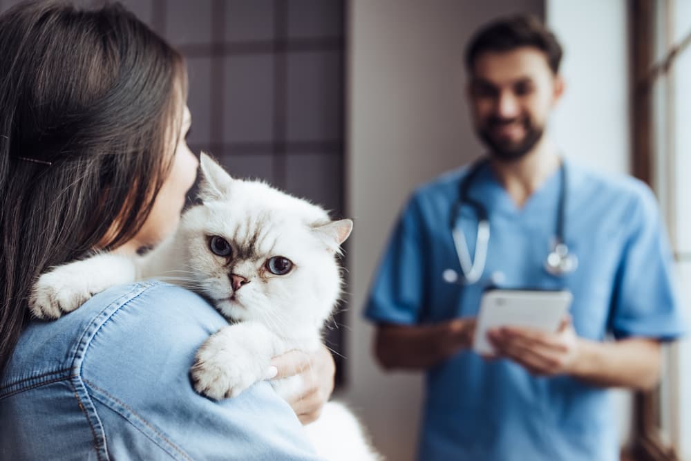 how to prevent pregnancy in cats