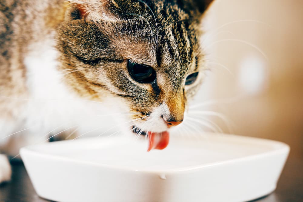 cat drinking water