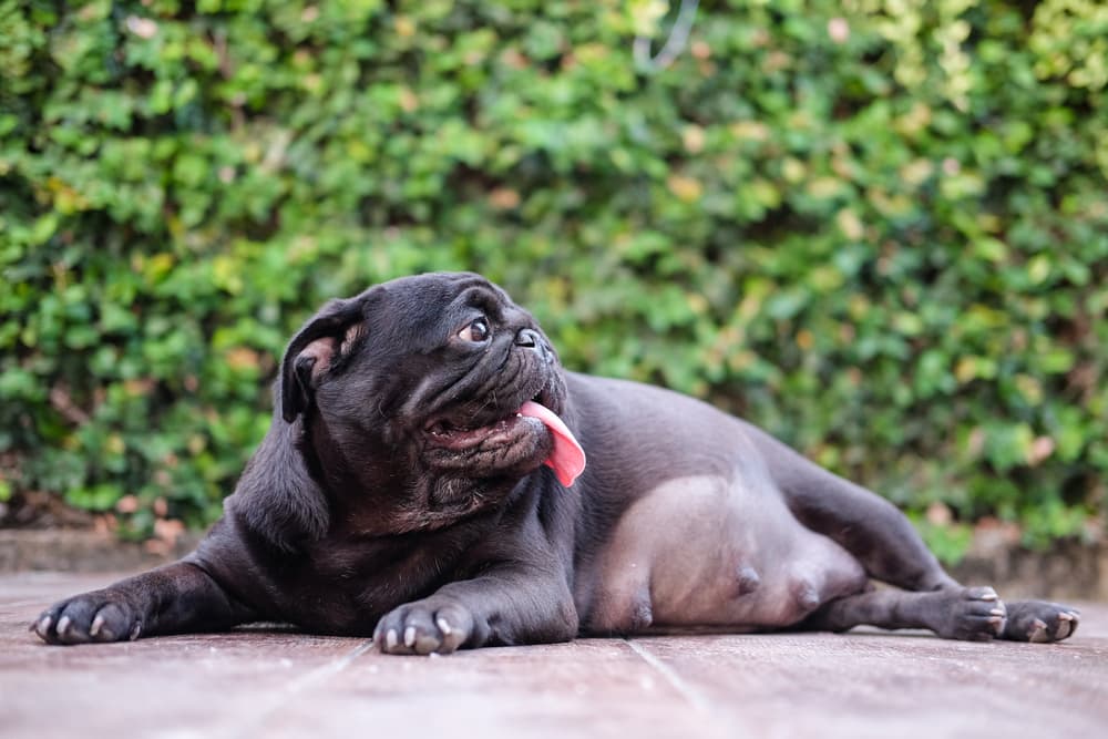 Pregnant dog showing signs of pregnancy