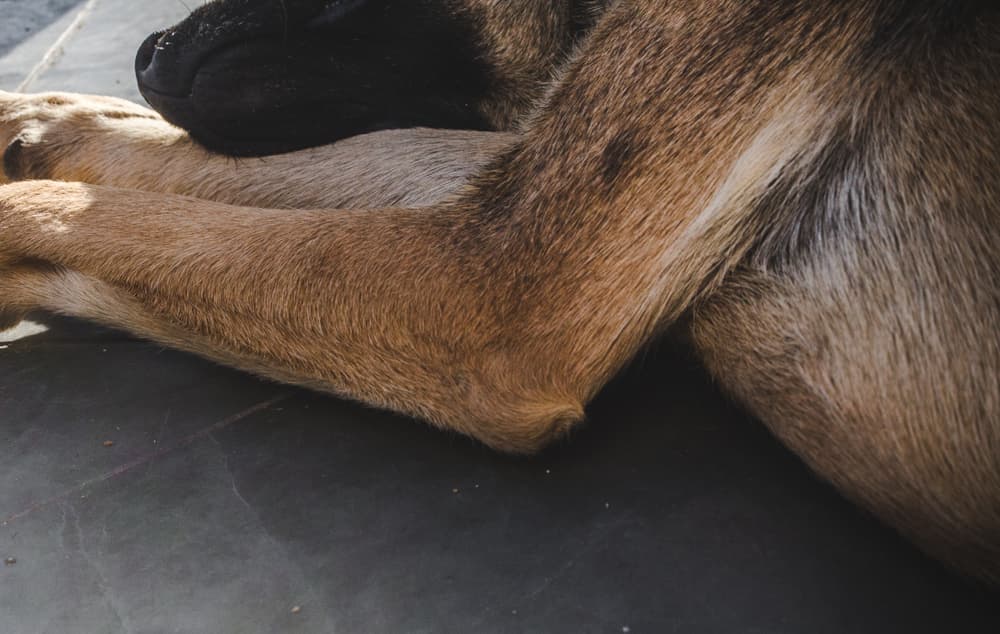preventing dog hygroma