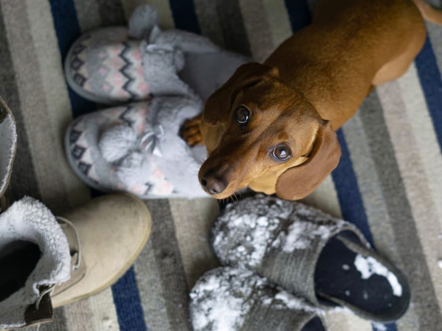 Why is My Dog Pooping In My Shoes?