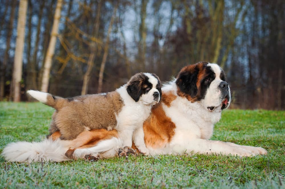 Causes of autoimmune diseases in dogs could be genetic