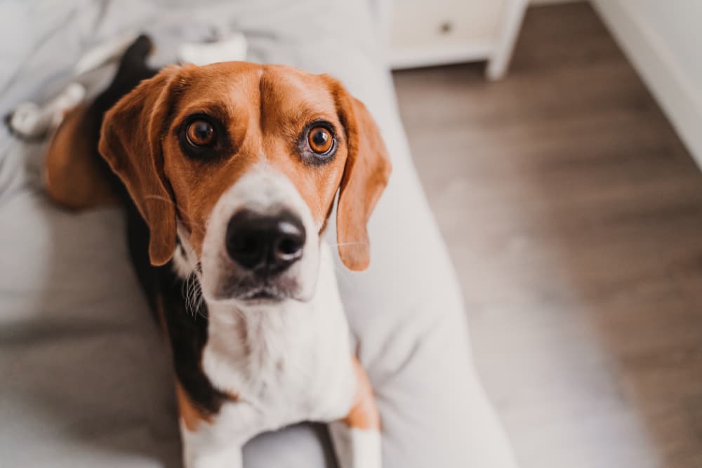 Autoimmune Diseases in Dogs