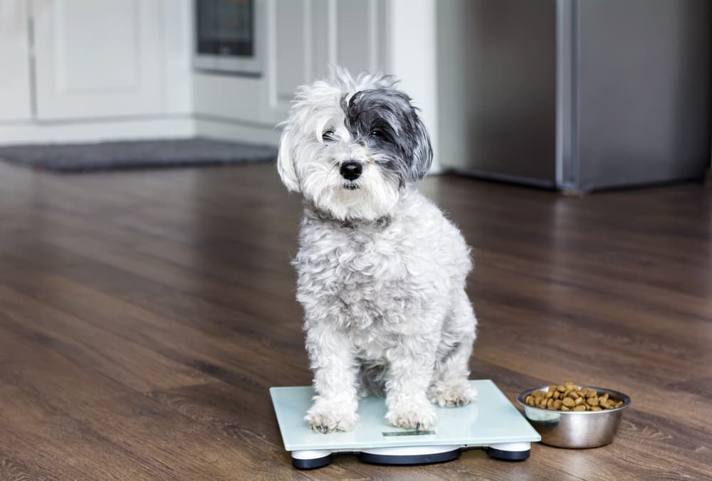 Symptoms of canine autoimmune diseases 