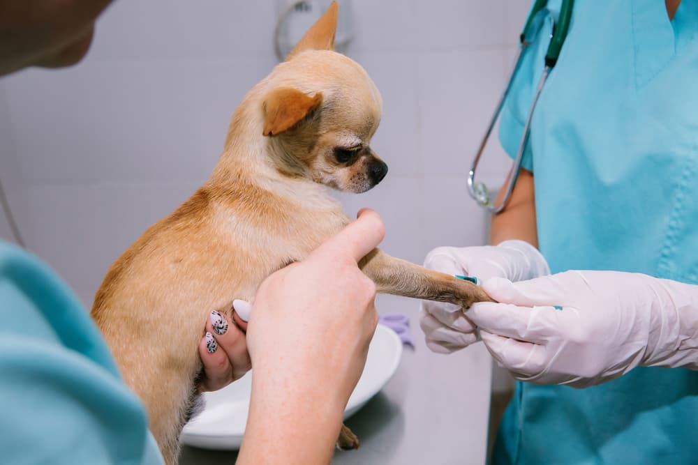 Veterinarian testing for autoimmune disease