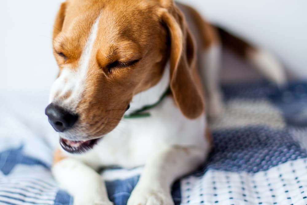 Bronchitis in Dogs