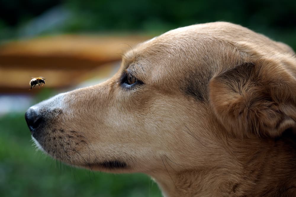 Colloidal Silver for Dogs: Is it Safe?
