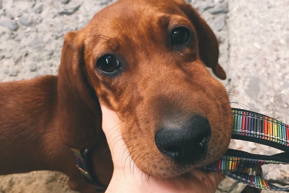 Dog with bee sting on face