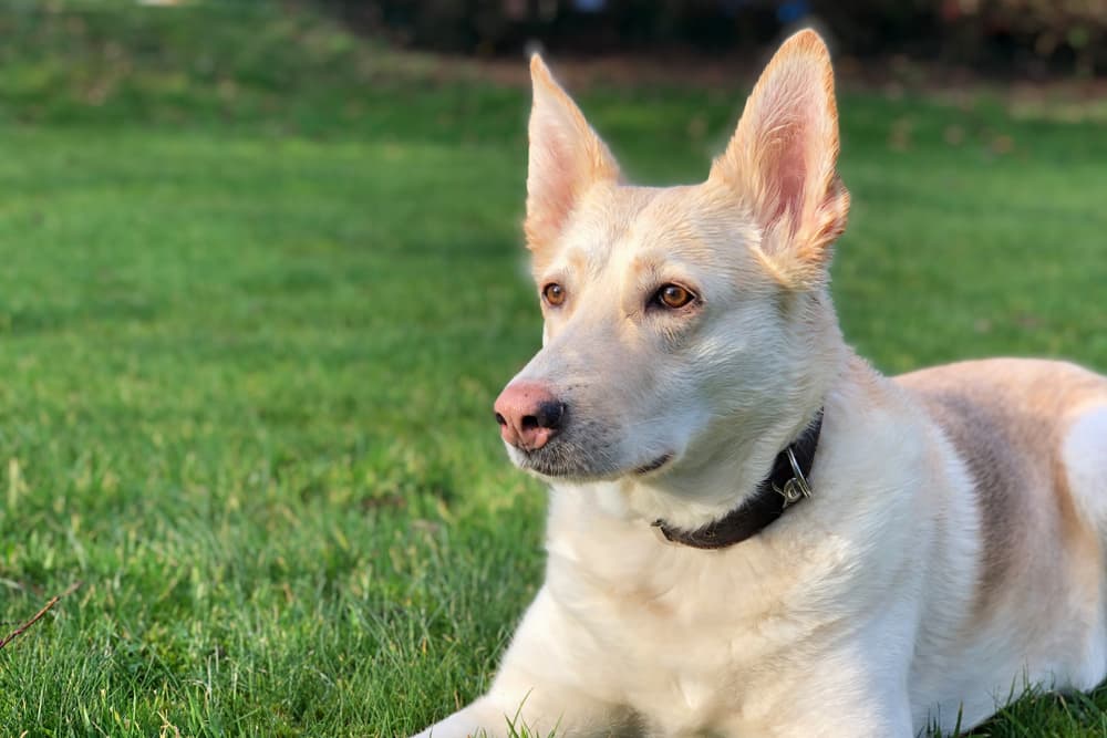 Lupus in Dogs