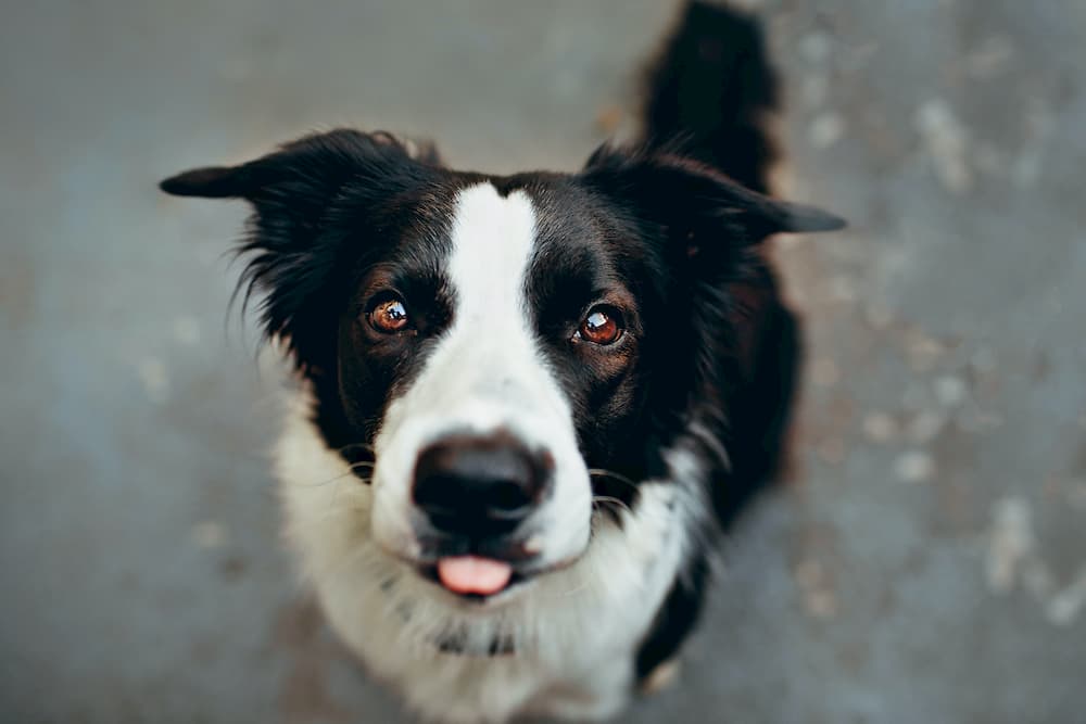Milk Thistle for Dogs: Benefits and Uses