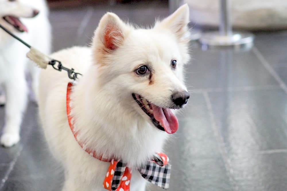 White dog with tear stains