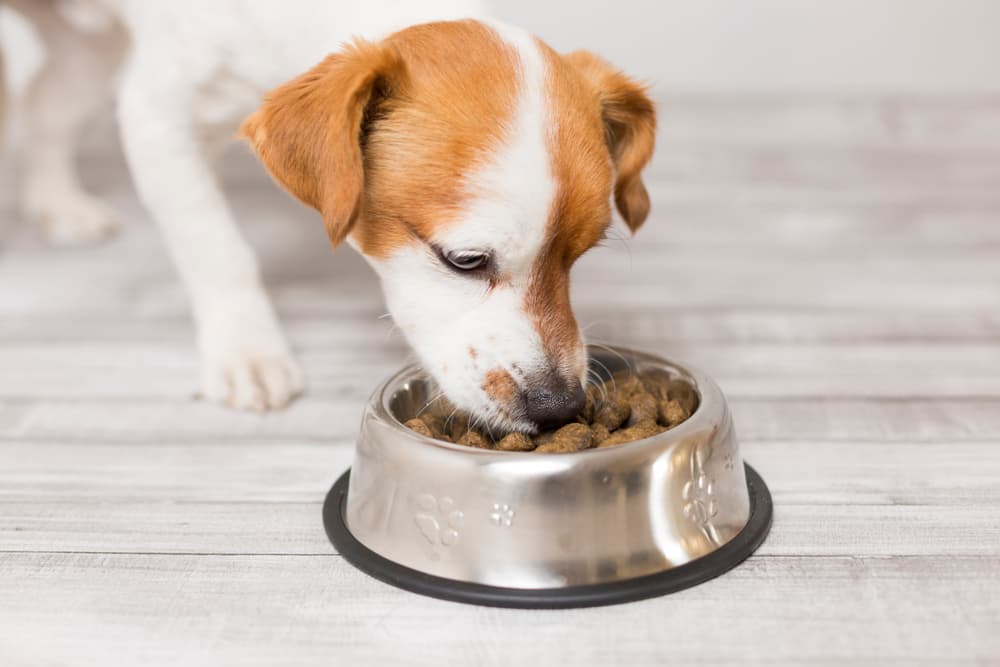 Switching Dog Food: Tips and Recommendations Switching Dog Food: Tips and Recommendations