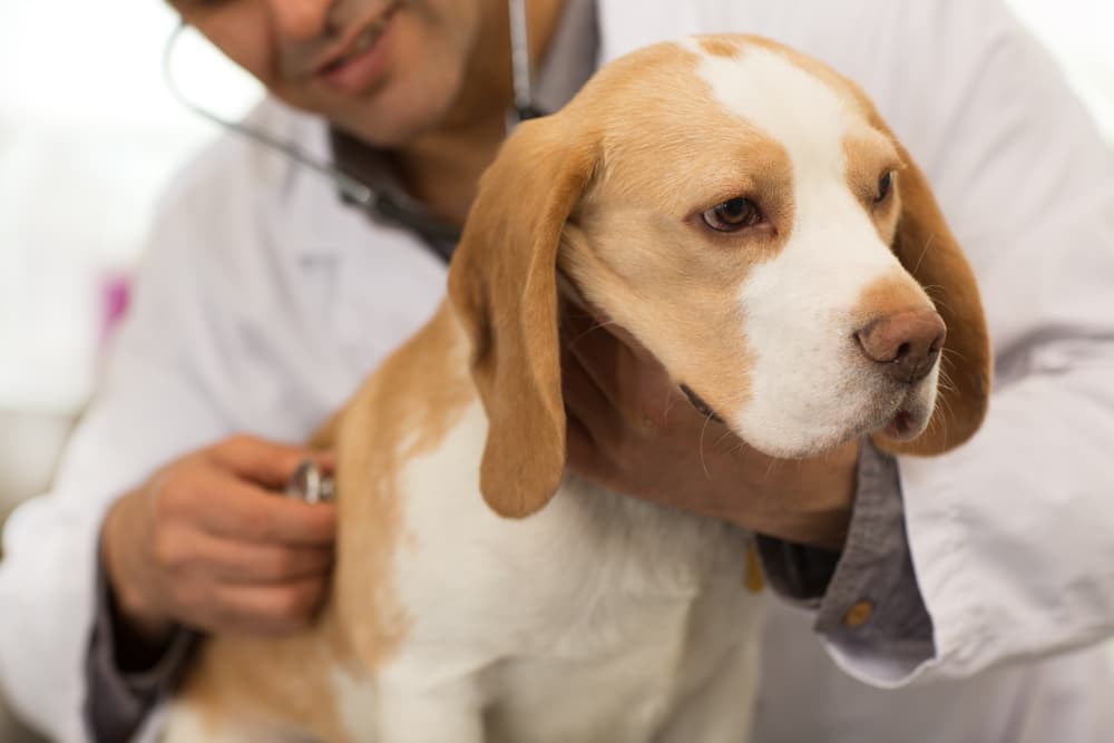 Vet diagnosing beagle at clinic