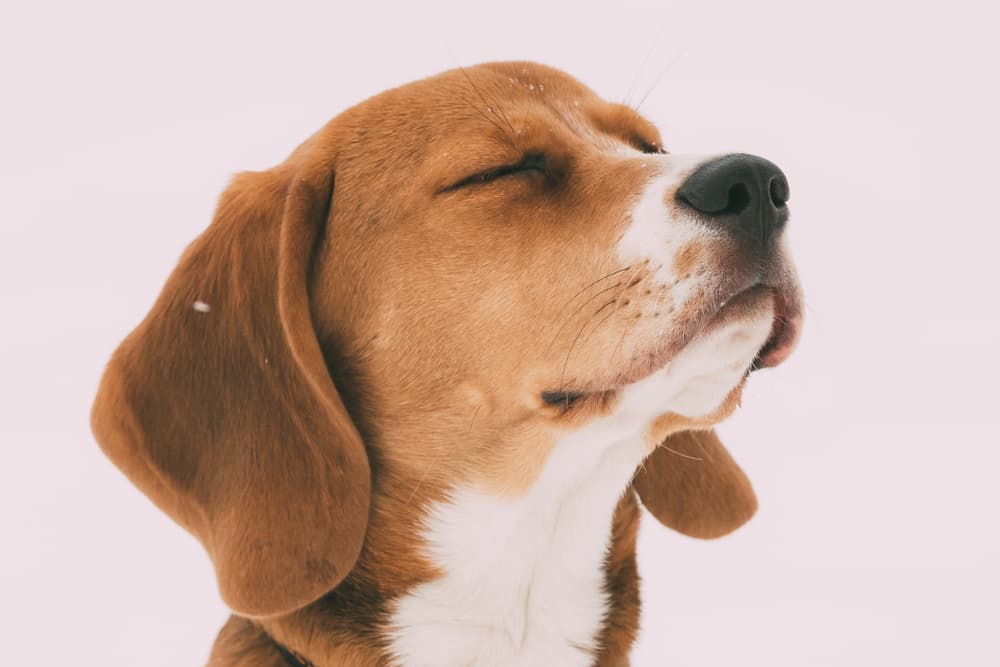 Gabapentin for Dogs