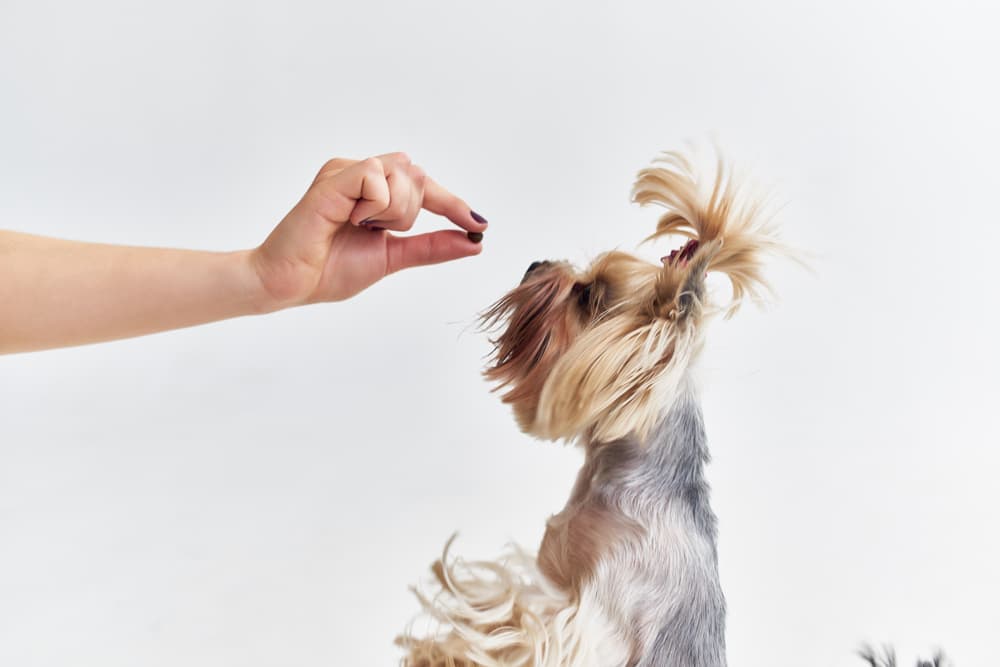 Woman handing out milk thistle supplement for dogs