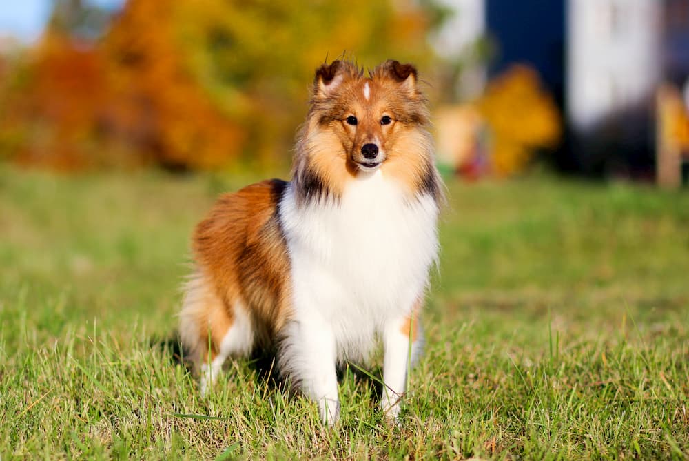 Collie in the sun