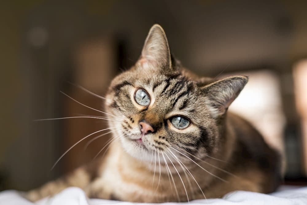 Heart Failure in Cats