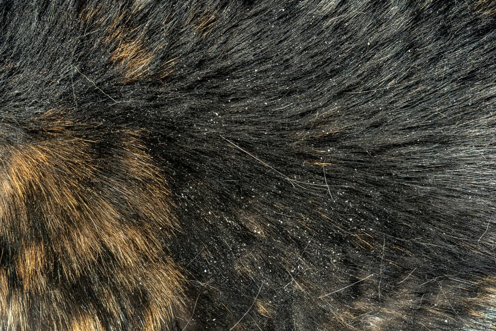 dandruff on dogs skin due to seborrhea