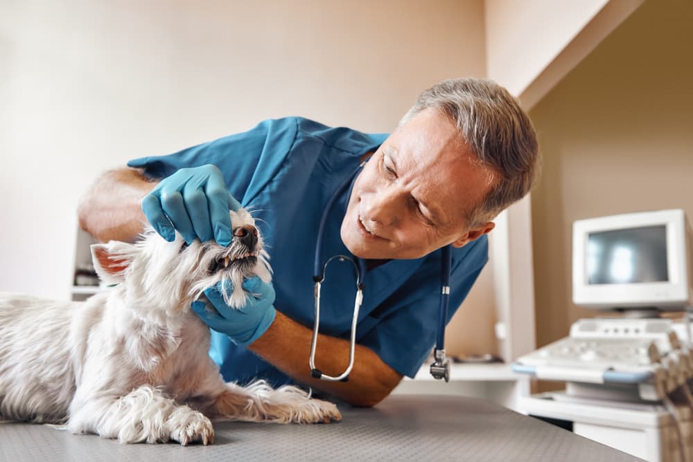 Veterinarian examine a dog's mouth