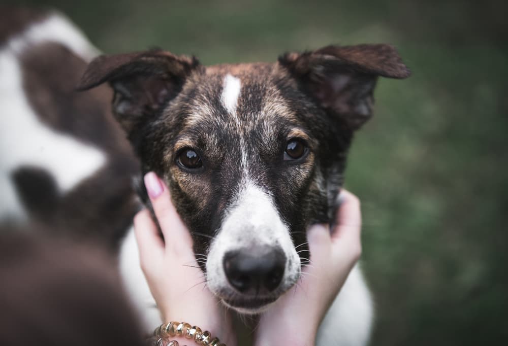 Beagle pain syndrome symptoms