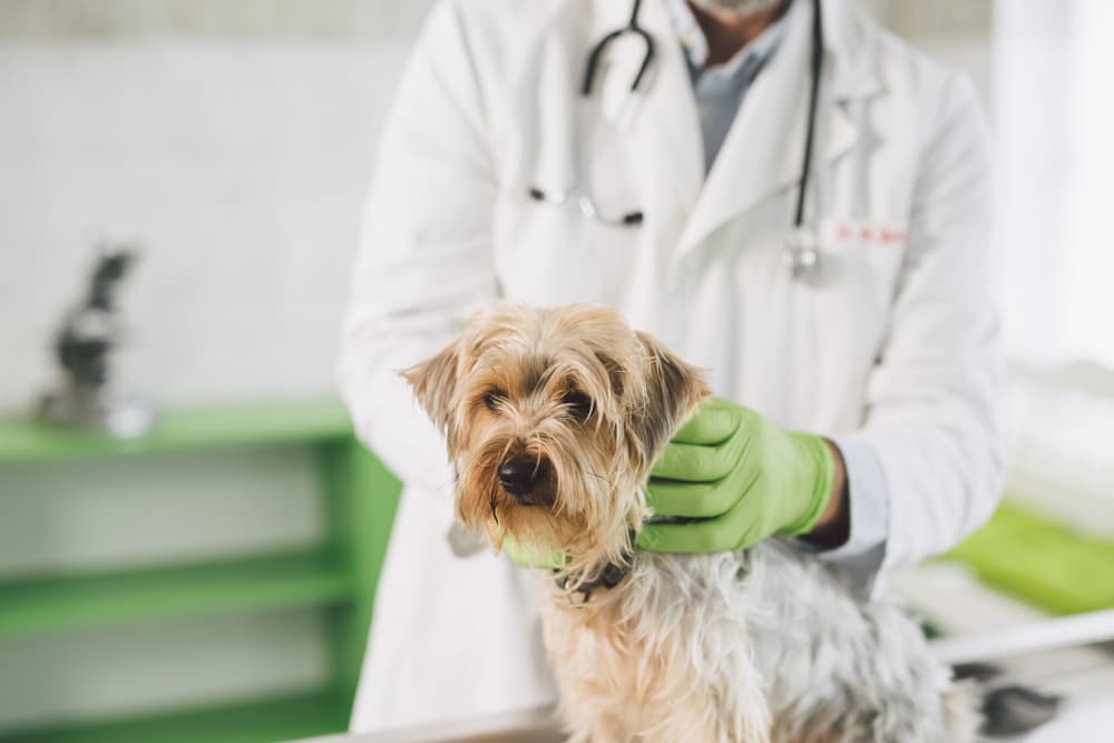 Veterinarian diagnosing a seborrhea in dogs