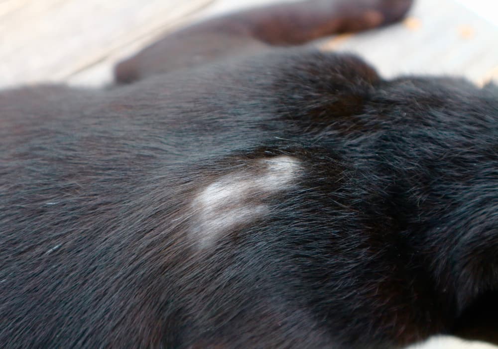 hair loss on dog