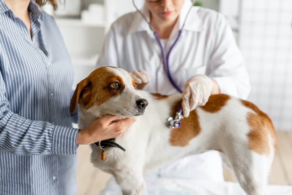 Pyometra in Dogs