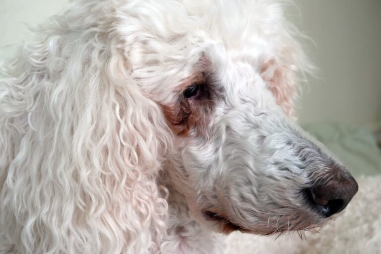 Dog with tear stains