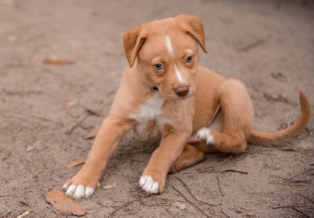 dog scratching 