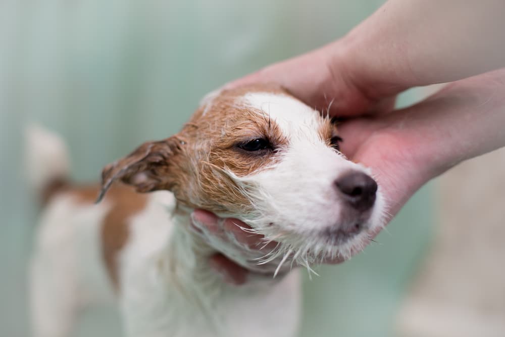 dog with seborrhea getting a bath