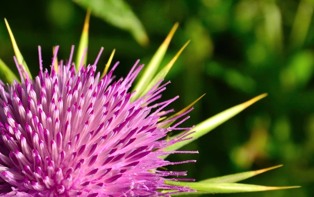 Closeup of milk thistle plant