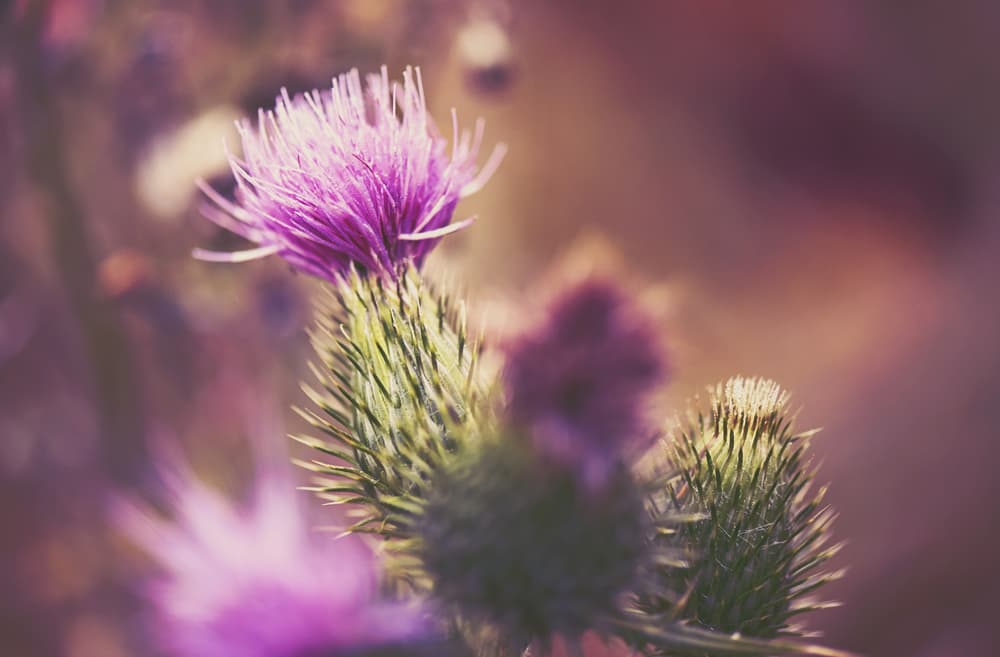 Photo of milk thistle