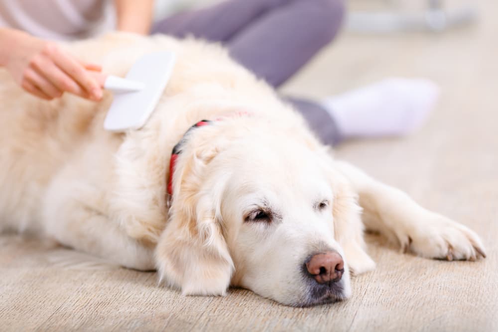 Seborrhea in Dogs