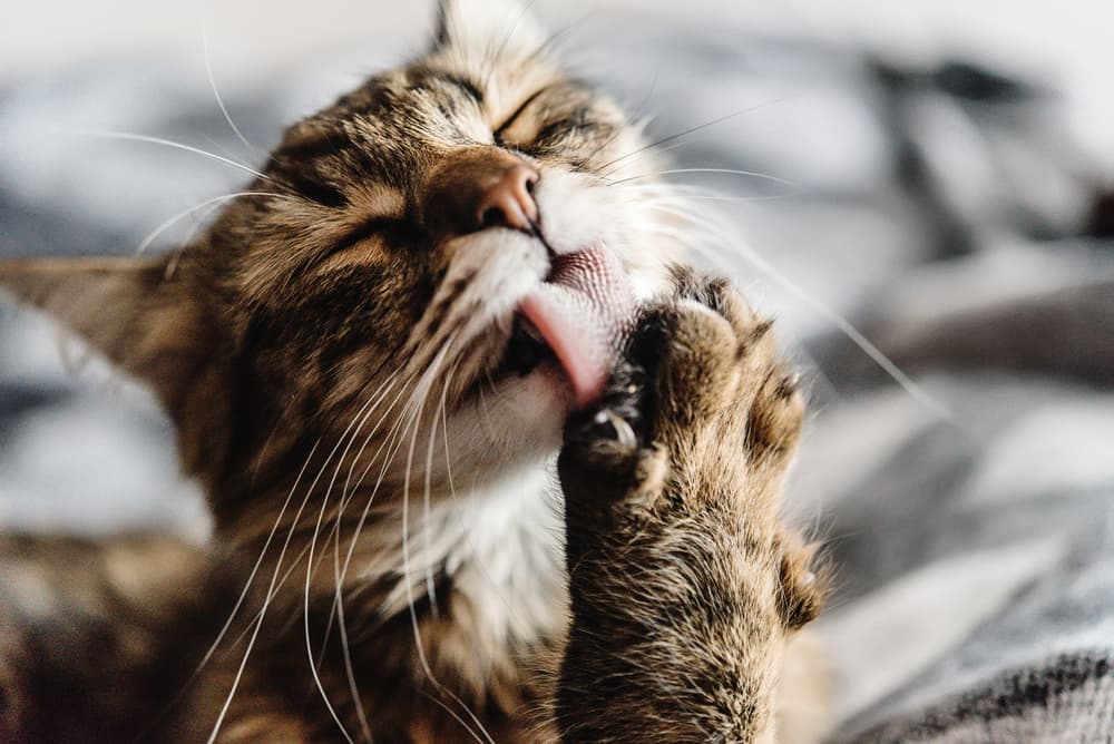 Cat lice symptoms