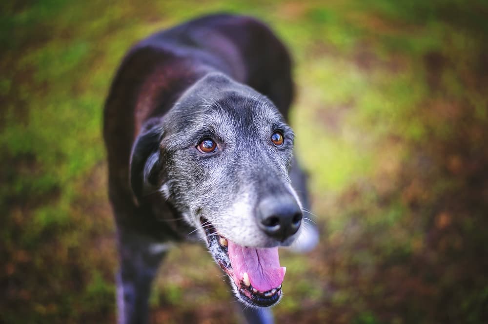 Senior dog
