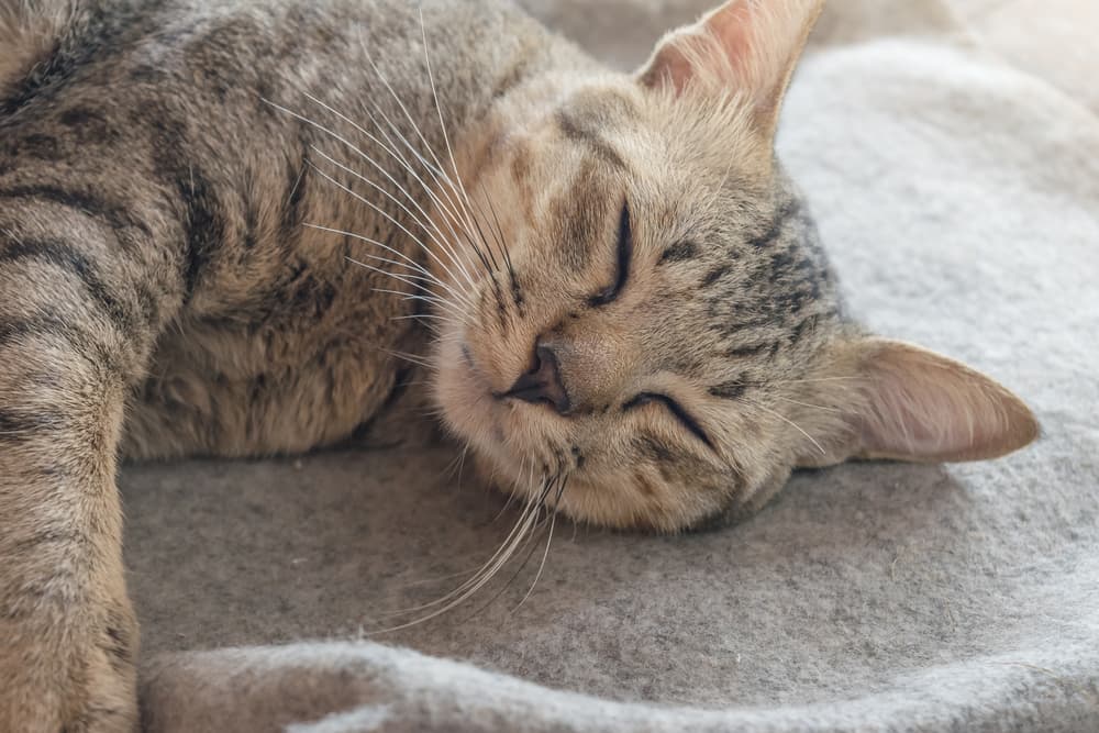Cat sleeping and feeling lethargic