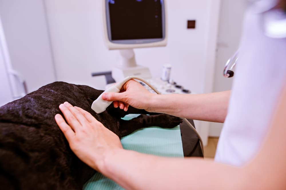 Ultrasound is used to diagnose pyometra in dogs