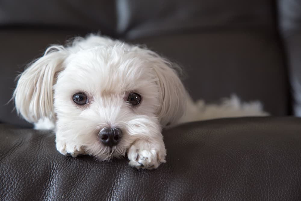 Maltese dog on sofa