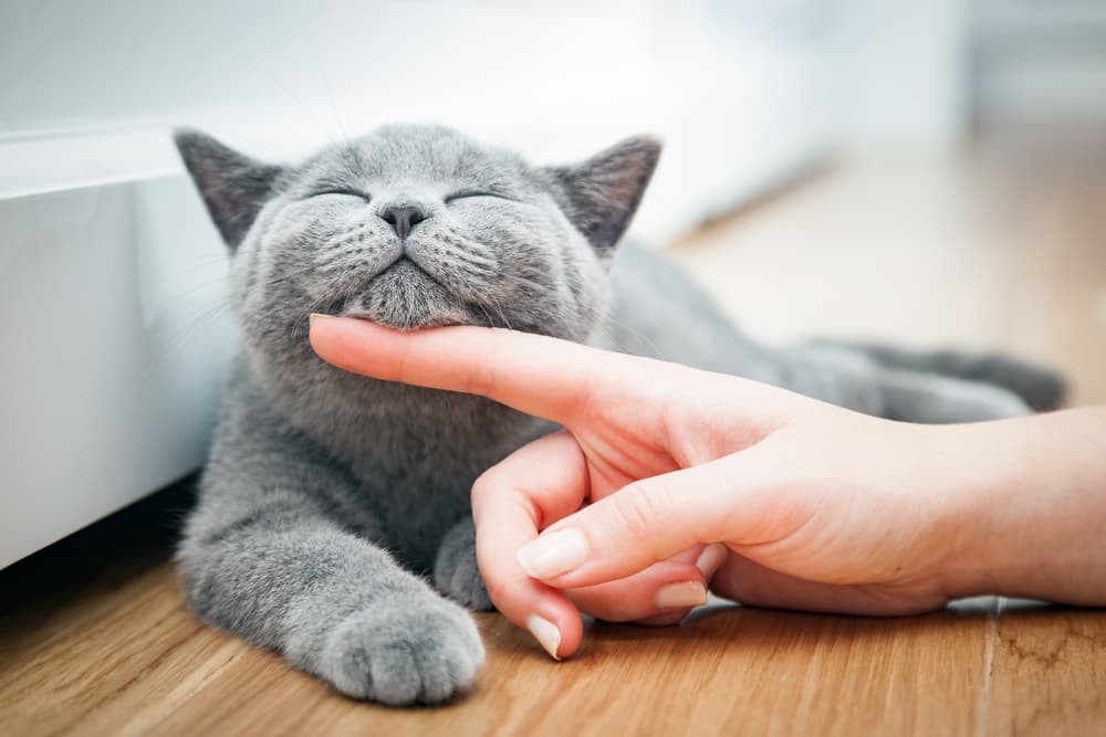 Preventing heart failure in cats