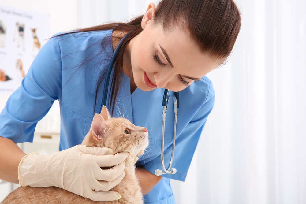 Cat at the veterinarian