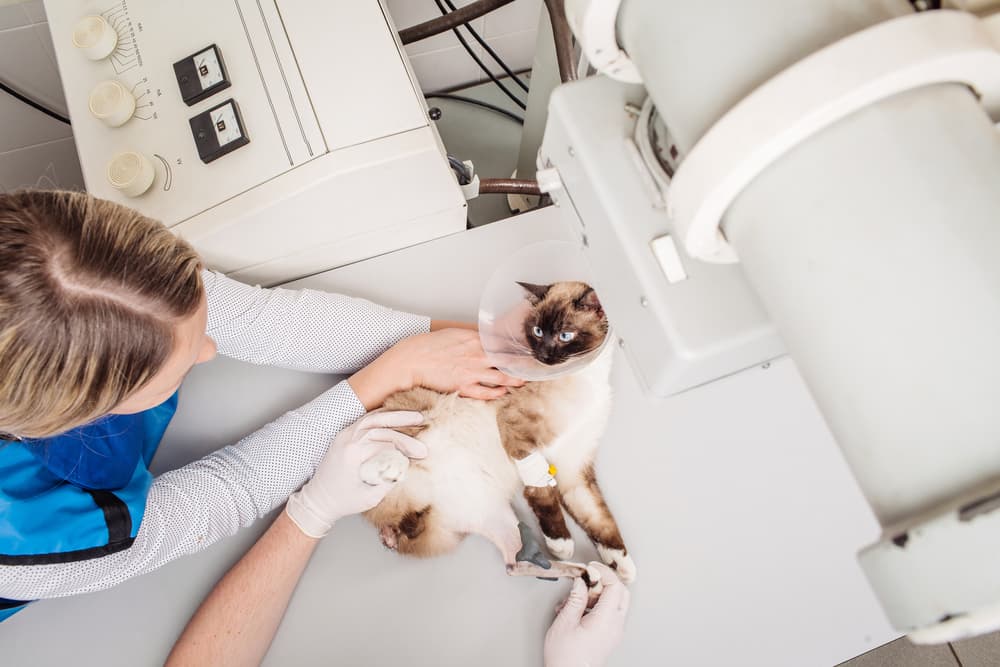 Cat getting an x-ray