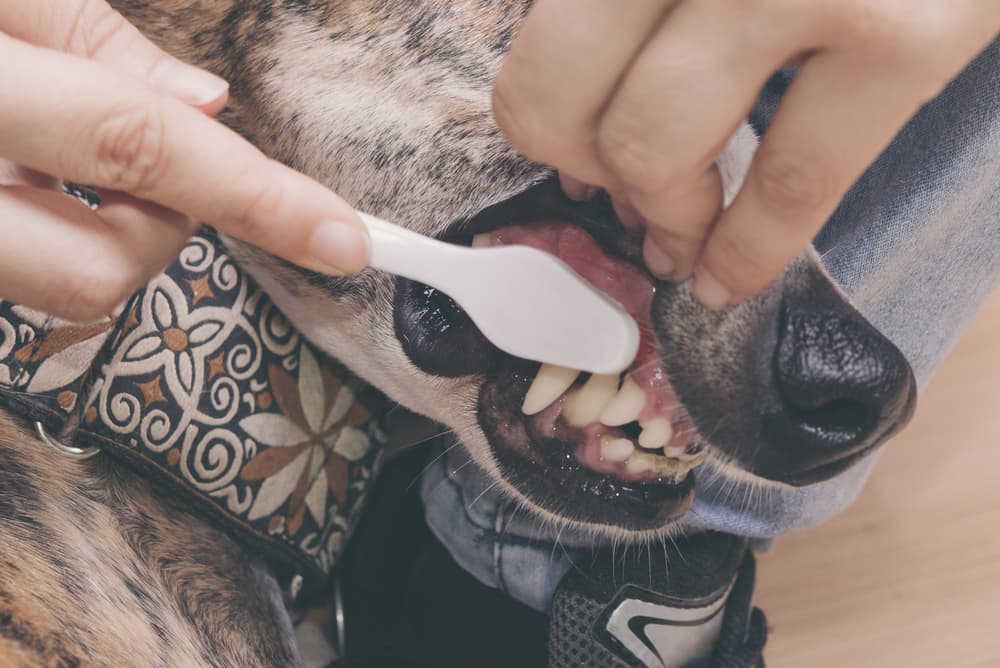 woman brushing dog's teeth