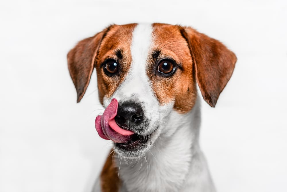 why do dogs need protein