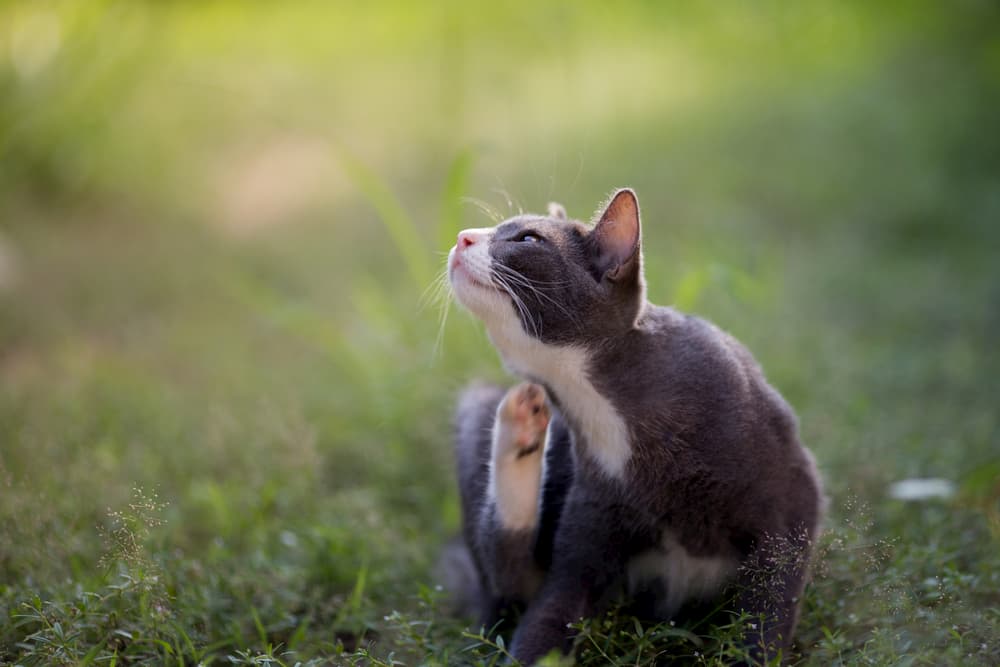 All About Cat Lice