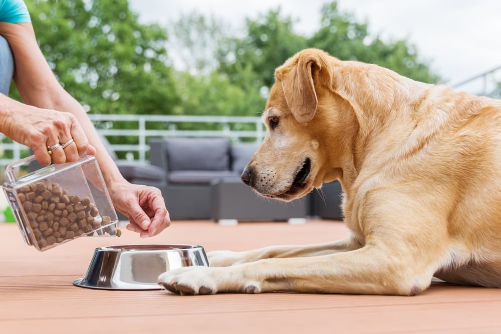 Woman switching dog food