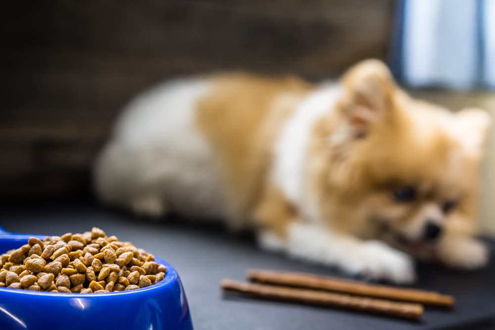 Some dogs with pyometra won't eat