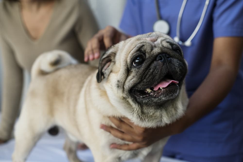 Pug at the veterinarian